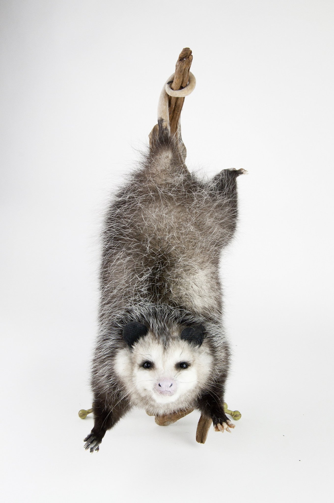 opossum hanging upside down