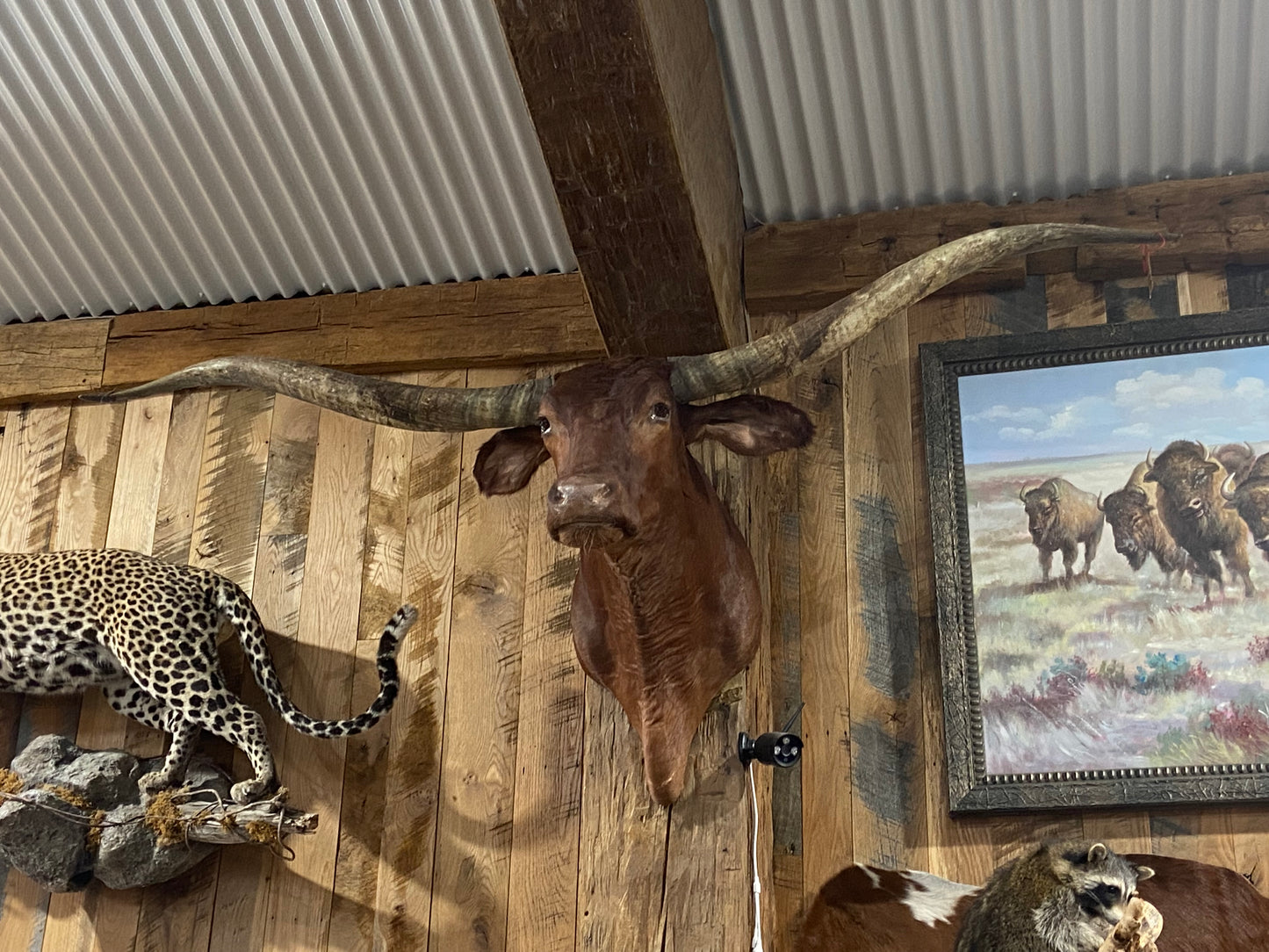 DARK BROWN RED LONGHORN MOUNT