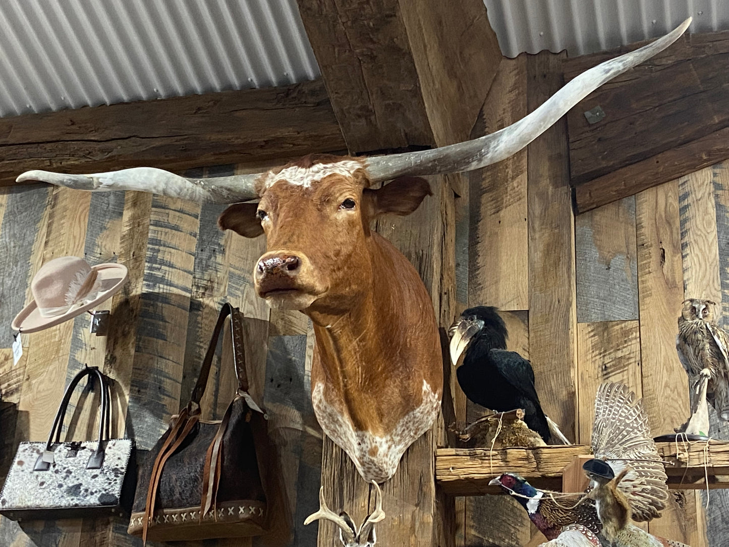 ORANGE WHITE LONGHORN MOUNT