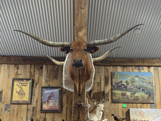 RED LONGHORN MOUNT *sold*