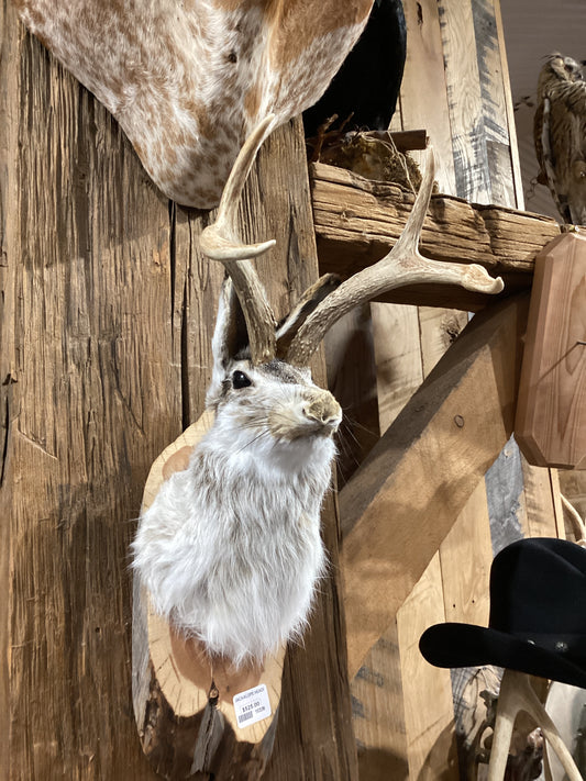 Jackalope