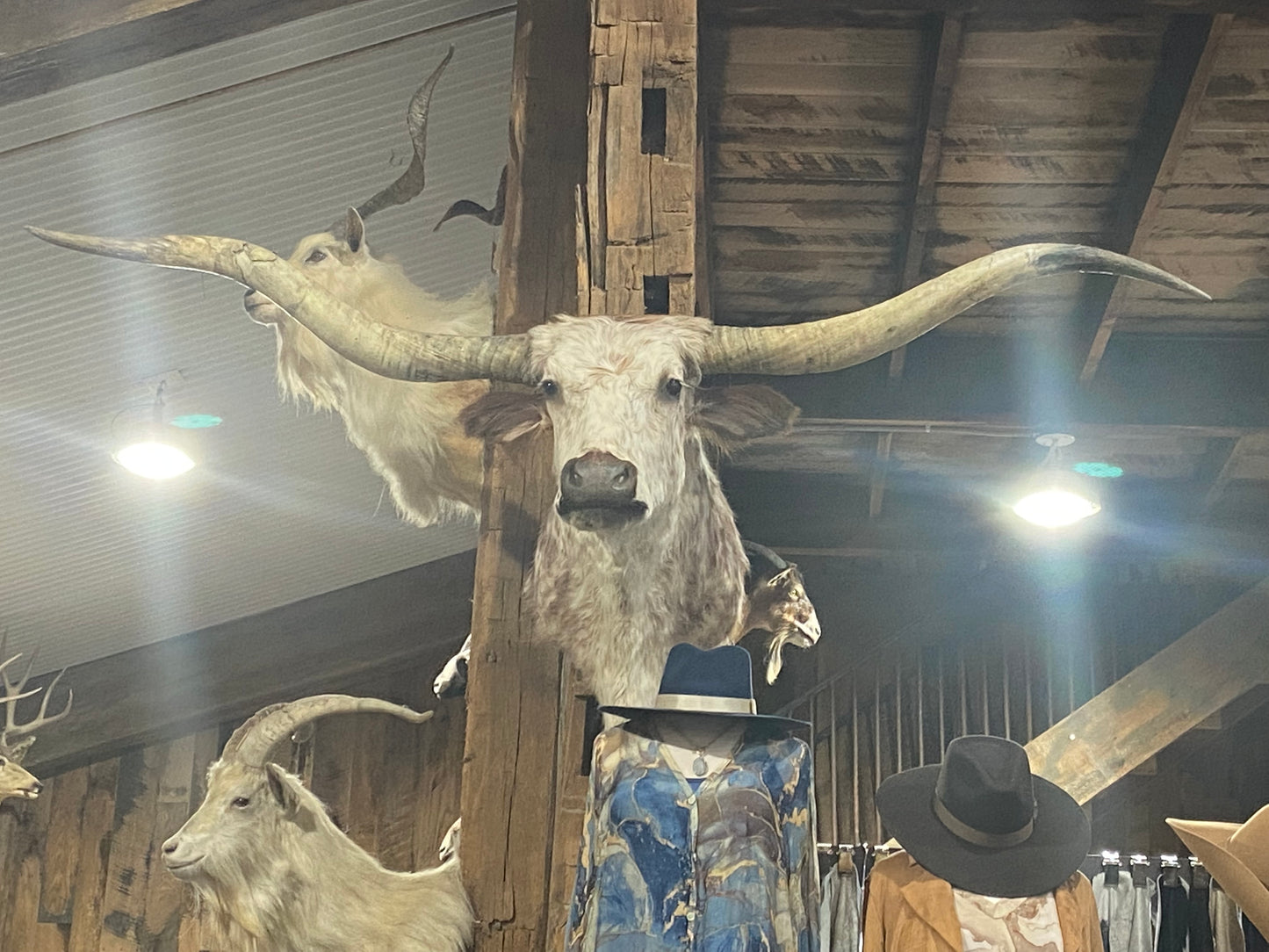 ORANGE WHITE SPECKLE LONGHORN MOUNT