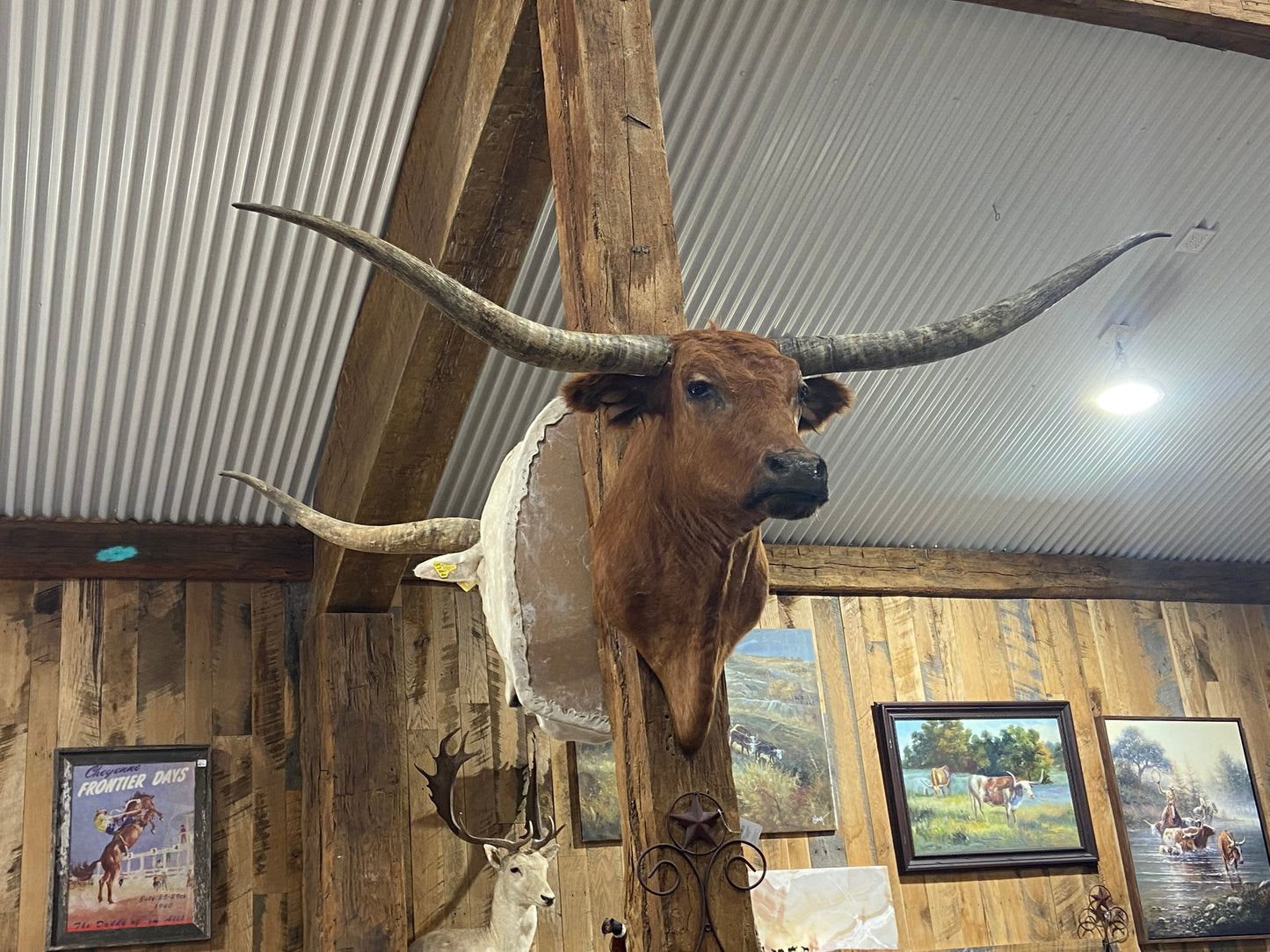 RED LONGHORN MOUNT *sold*