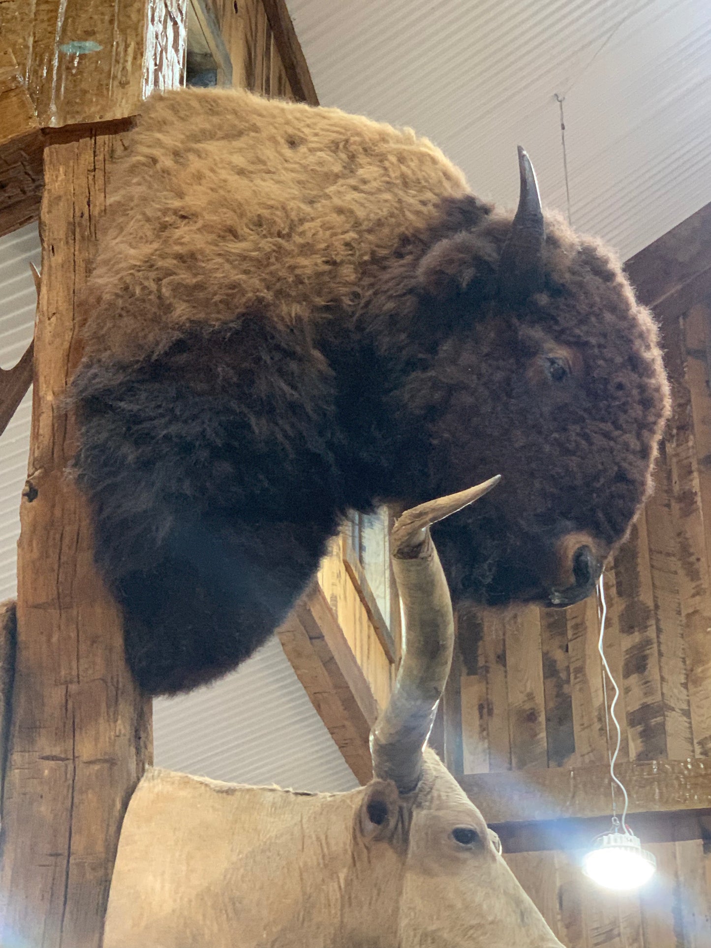 Bison Mount Herd Bull