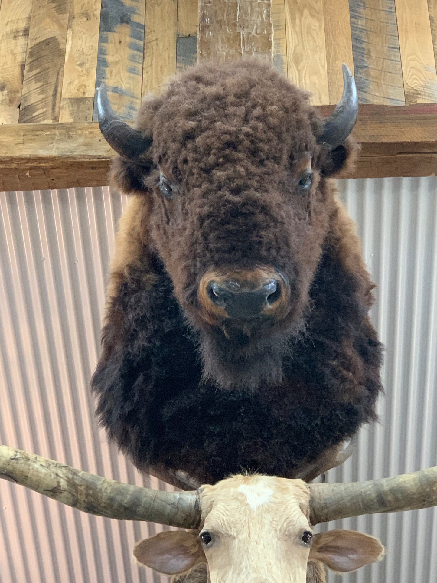 Bison Mount Herd Bull