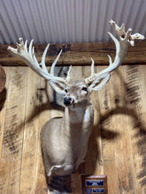 Mounts Critters Taxidermy | Yee Haw Ranch Outfitters | Fredericksburg